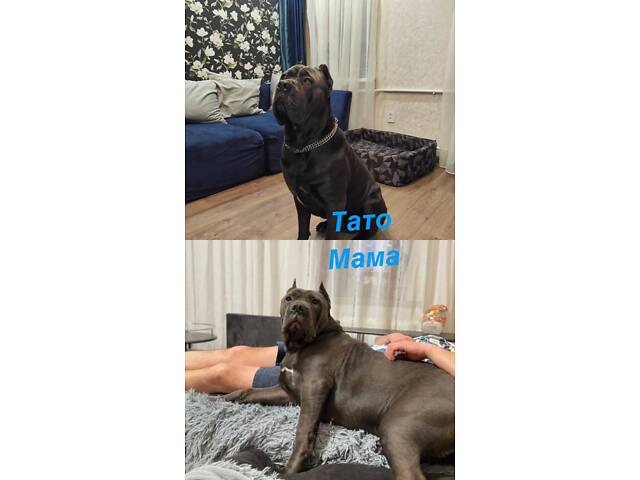 Кане корсо-собака мрія - Фото 3