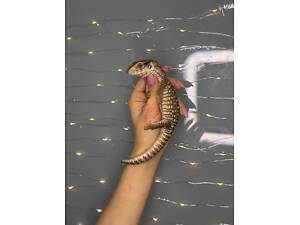 капський варан, ручний варан