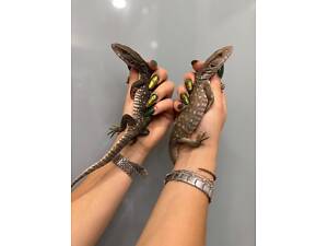 Капський варан ручний