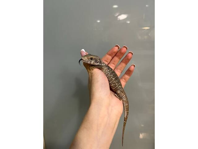 Капський варан, степовий варан малюки - Фото 2