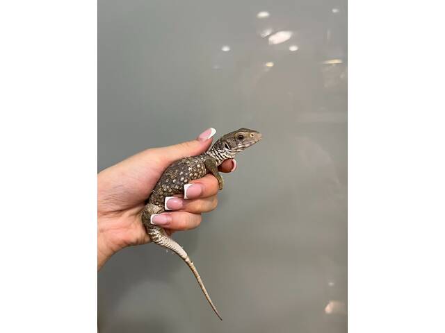 Капський варан, степовий варан малюки - Фото 3