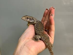 Капський варан, степовий варан малюки