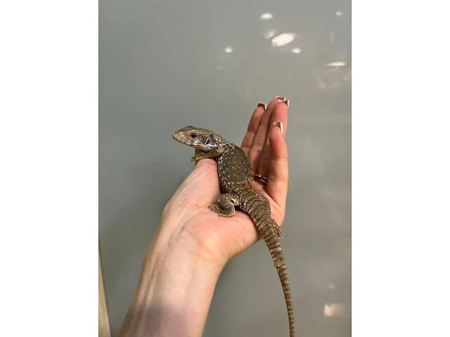 Капський варан, степовий варан малюки - Фото 1