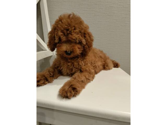 Карликовий пудель - Фото 1