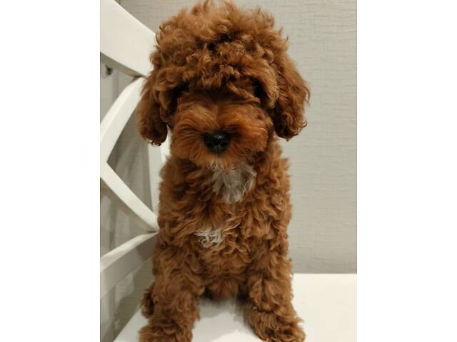 Карликовий пудель - Фото 2