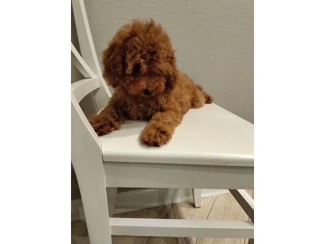 Карликовий пудель - Фото 3