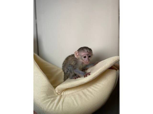 Карликова декоративна мавпочка верветка - Фото 1