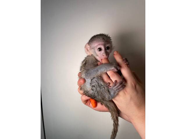Карликова декоративна мавпочка верветка - Фото 2