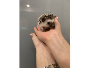 Карликові африканські їжачки