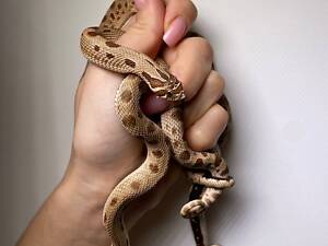 Карликові носаті змійки, свиноносий вужик, ласкава та ручна змія