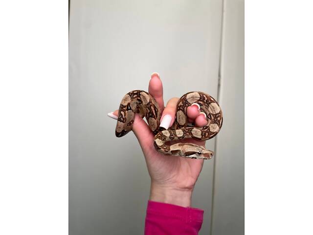 Карликовый императорский удав, удав Boa, домашняя змея - Фото 1