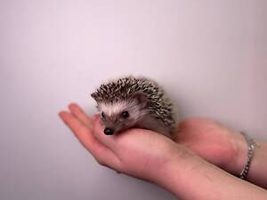 Карликовый микро ежик домашний, африканский ежик.