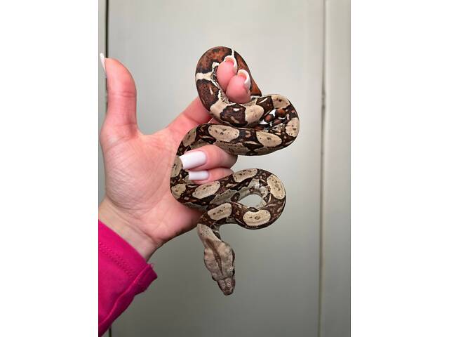 Карликовий удав, Boa constrictor, імператорський удав, домашня змія. - Фото 1