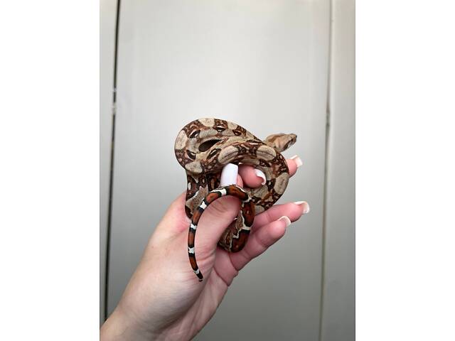 Карликовий удав, Boa constrictor, імператорський удав, домашня змія. - Фото 3