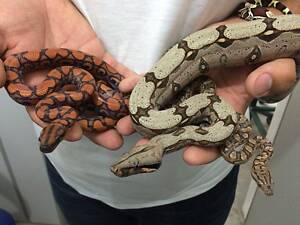 Карликовый удав императорский, ручная домашняя змея