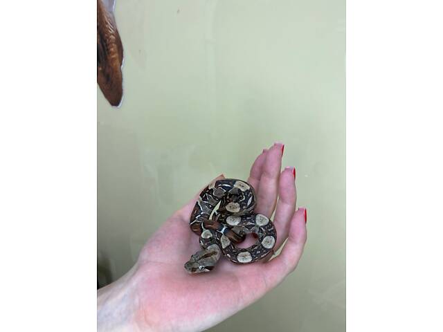 Карликовий удав імператорський, ручна домашня змія - Фото 2