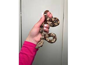 Карликовий удав, імператорський удав, домашня змія