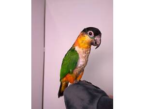 Каїк супер ручний малюк папуга, чорноголовий каїк з кільцем.