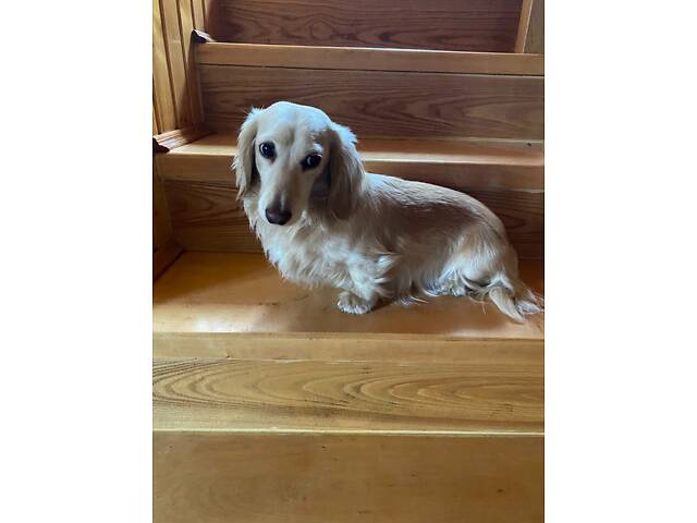 Київ В'язка Такса Довгошерстна Фред Кремова, Білий, хороша родословна, шукаємо дівчат довгошерстих - Фото 1