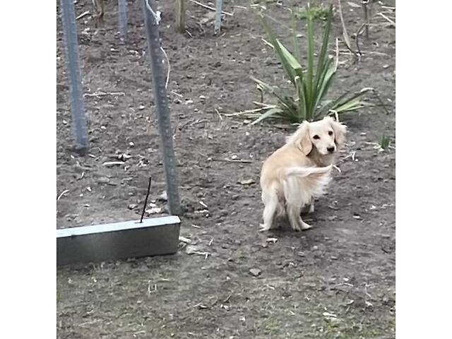 Київ В'язка Такса Довгошерстна Фред Кремова, Білий, хороша родословна, шукаємо дівчат довгошерстих - Фото 2