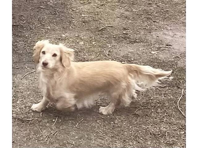 Київ В'язка Такса Довгошерстна Фред Кремова, Білий, хороша родословна, шукаємо дівчат довгошерстих - Фото 3