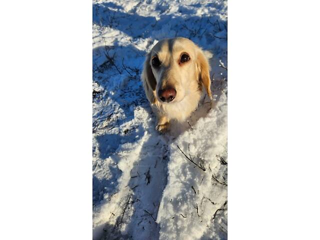 Київ В'язка Такса Довгошерстна Фред Кремова, Білий, хороша родословна, шукаємо дівчат довгошерстих - Фото 4