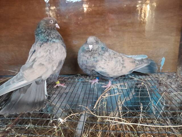 Кіровоградські та миколаївські голуби - Фото 1