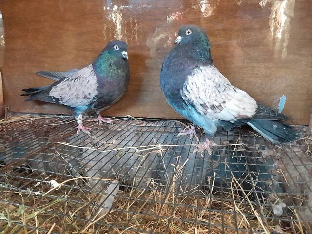 Кіровоградські та миколаївські голуби - Фото 2