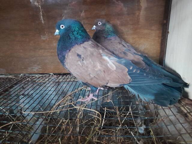 Кіровоградські та миколаївські голуби - Фото 3