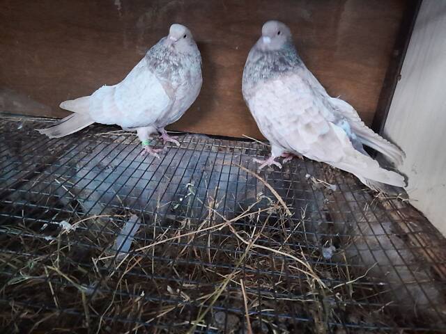 Кіровоградські та миколаївські голуби - Фото 4