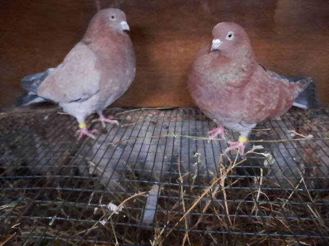 Кіровоградські та миколаївські голуби - Фото 5