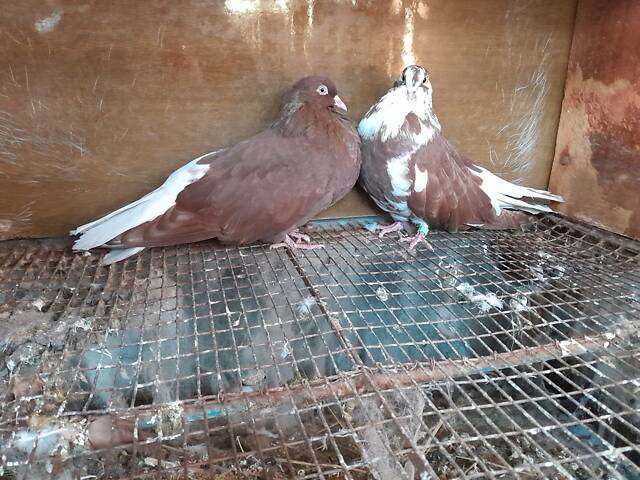 Кіровоградські та миколаївські голуби - Фото 6