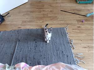 Кішечку в добрі руки!