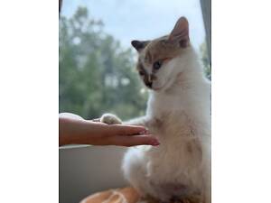 Кішка котик кошеня