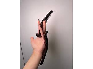 Овёс чёрный и оранжевый, неприхотливый любимец, многоножка.