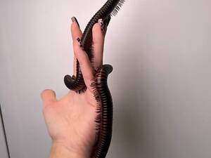 Ківсяк чорний та помаранчевий, невибагливий улюбленець, многоножка