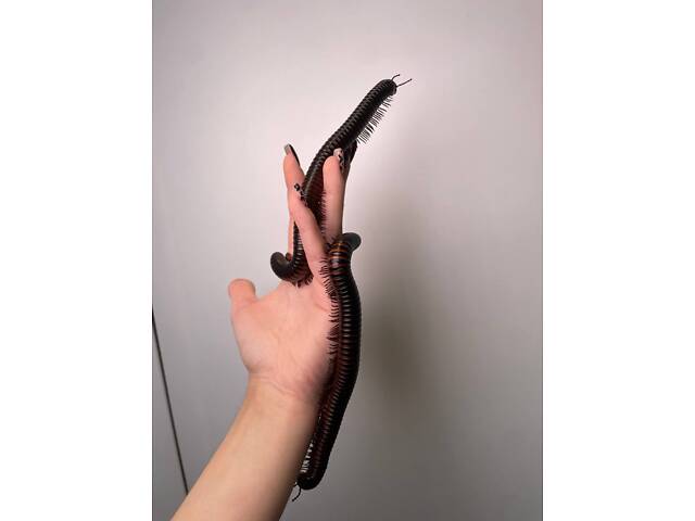 Ківсяк чорний та помаранчевий, невибагливий улюбленець, многоножка - Фото 1