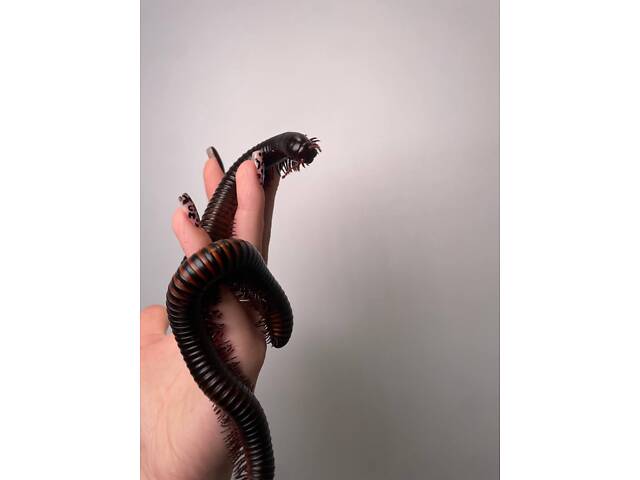 Ківсяк чорний та помаранчевий, невибагливий улюбленець, многоножка - Фото 2