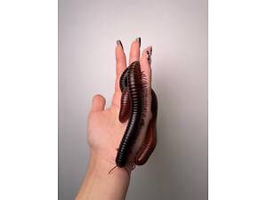 Ківсяки декоративні тераріумні многоніжки