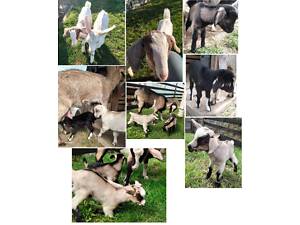 Кізочки заано- нубійської породи