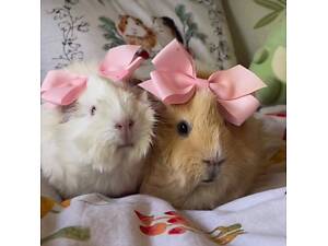 Класні морські свинки для дитини та родини, не кусаються