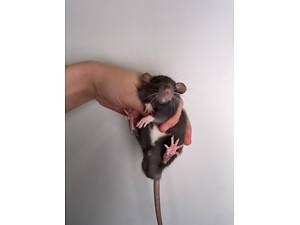 класні щурики пацючки для дому, вони ласкаві та не кусаються