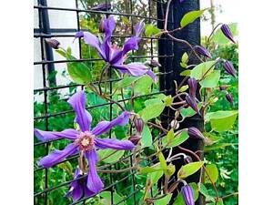 Кліматіс , клематис , сорт сиза птиця , сизая птица , синьо фіолетовий