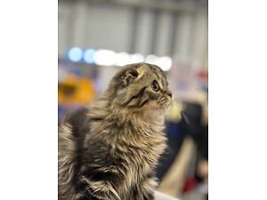 Клубничный котенок от заводчика ищет семью.