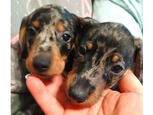 Клубні щенята такси