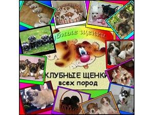 Клубні цуценята різних порід