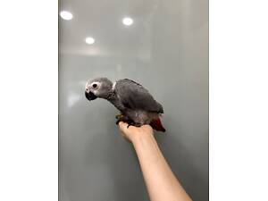 Кмітливий папуга жако