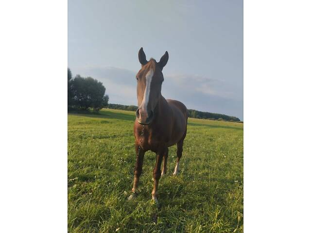 Кобыла віком 6 років, робоча. - Фото 3