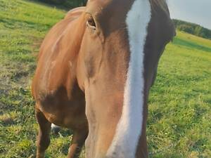 Кобила віком 6 років, робоча