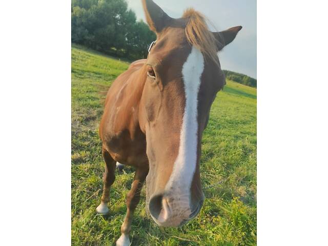 Кобыла віком 6 років, робоча. - Фото 1